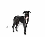 Small #7 Collie-Great Dane Mix