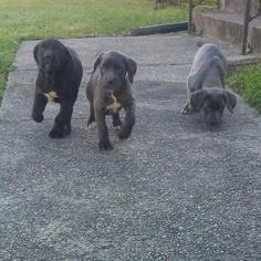 Cane Corso Puppy for sale in DAYTON, OH, USA