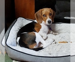 Mother of the Beagle puppies born on 11/26/2021