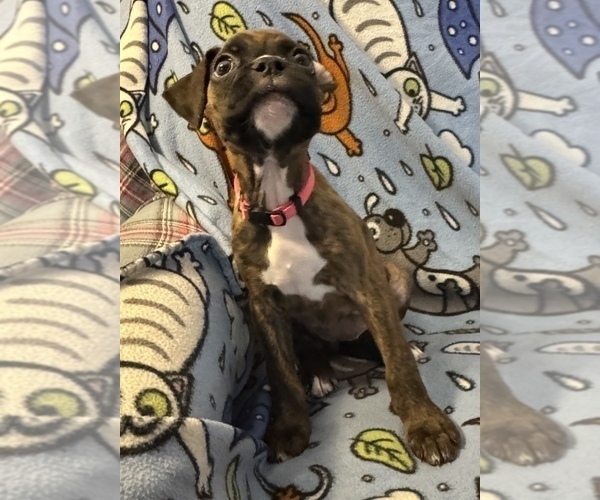 Medium Photo #11 Boxer Puppy For Sale in LANSING, MI, USA