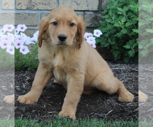 Golden Retriever Puppy for sale in FREDERICKSBURG, OH, USA