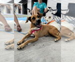 Small #5 Labrador Retriever Mix