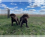 Small Photo #4 Labrador Retriever Puppy For Sale in JANESVILLE, WI, USA