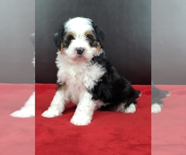 Medium Photo #4 Miniature Bernedoodle Puppy For Sale in SUGARCREEK, OH, USA
