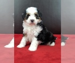 Small Photo #4 Miniature Bernedoodle Puppy For Sale in SUGARCREEK, OH, USA