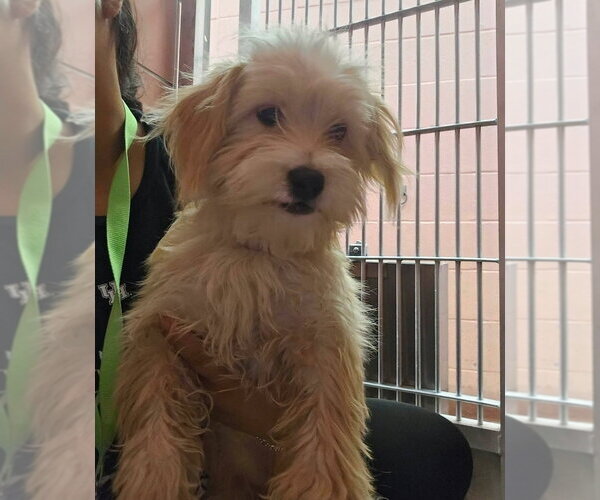 Medium Photo #3 Cairn Terrier-Unknown Mix Puppy For Sale in Lakewood, CO, USA
