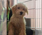 Small #2 Cairn Terrier Mix
