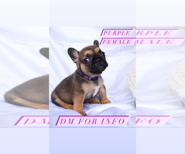 Medium Photo #4 French Bulldog Puppy For Sale in MURRIETA, CA, USA