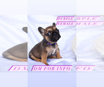 Small Photo #4 French Bulldog Puppy For Sale in MURRIETA, CA, USA