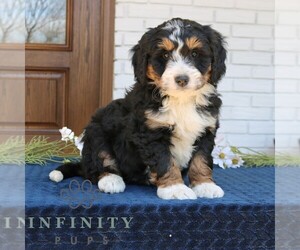 Bernedoodle (Miniature) Puppy for sale in NARVON, PA, USA