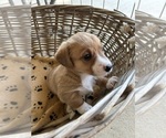 Small Photo #3 Dorgi Puppy For Sale in CYNTHIANA, KY, USA