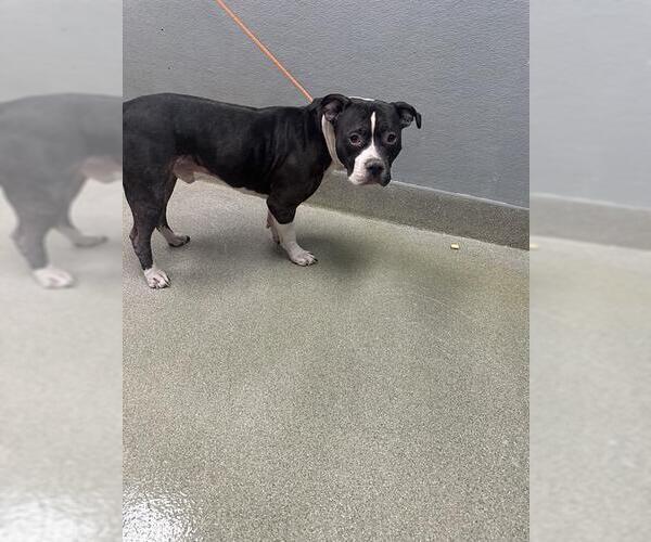 Medium Photo #1 Mutt Puppy For Sale in Las Vegas, NV, USA