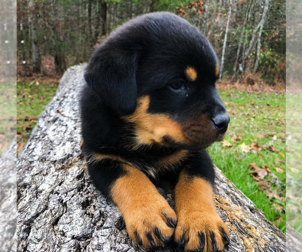 Medium Photo #4 Rottweiler Puppy For Sale in VONORE, TN, USA