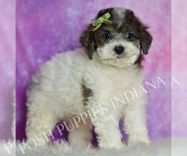 Medium Photo #1 Poodle (Toy) Puppy For Sale in WARSAW, IN, USA