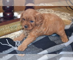 Small #1 Cavapoo (Miniature)