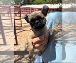 Small #4 Pug Mix