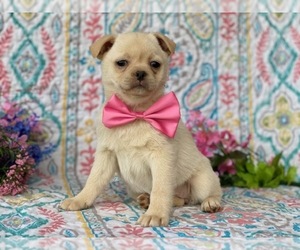 Pom-A-Pug Puppy for sale in LANCASTER, PA, USA
