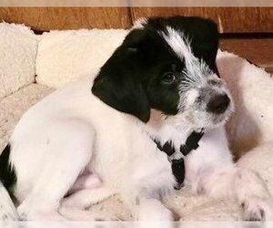 Rat Terrier Dogs for adoption in Ellijay, GA, USA