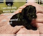 Small Photo #7 Schnoodle (Miniature) Puppy For Sale in MILTON, FL, USA