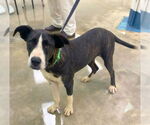 Small #6 Catahoula Leopard Dog-Labrador Retriever Mix