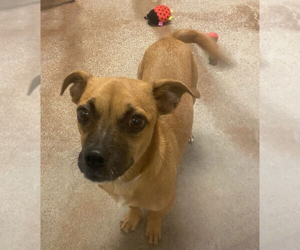 Medium Photo #2 Chihuahua Puppy For Sale in Salinas, CA, USA