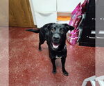 Small #8 Spaniel Mix