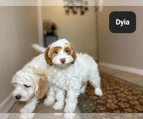 Medium Photo #1 Poovanese Puppy For Sale in TUCSON, AZ, USA