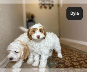 Poovanese Puppy for sale in TUCSON, AZ, USA