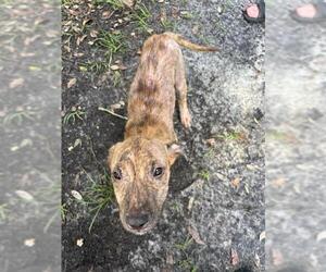 Labrador Retriever-Unknown Mix Dogs for adoption in Tavares, FL, USA