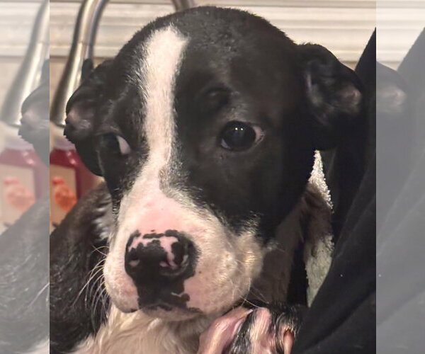 Medium Photo #2 American Staffordshire Terrier-Boxer Mix Puppy For Sale in Holly Springs, NC, USA