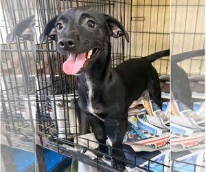 Dachshund-Labrador Retriever Mix Dogs for adoption in Virginia Beach, VA, USA