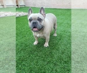 Mother of the French Bulldog puppies born on 04/02/2023