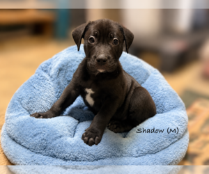 American Pit Bull Terrier Puppy for sale in RICHMOND, CA, USA