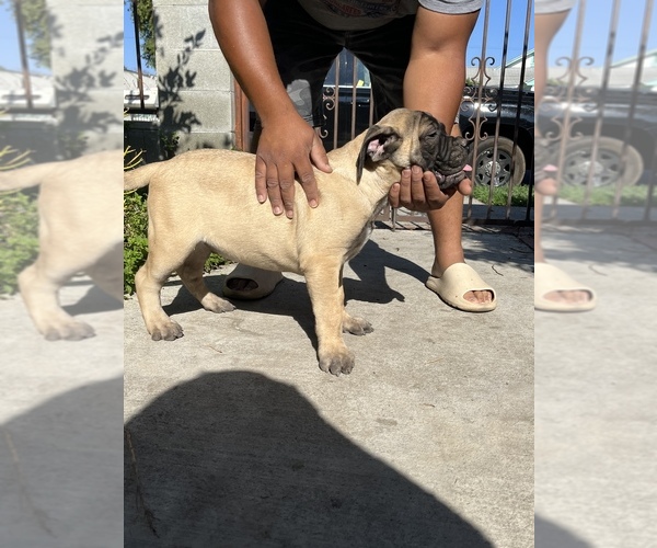 Medium Photo #50 Bullmastiff Puppy For Sale in LOS ANGELES, CA, USA