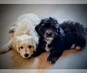 Maltipoo Puppy for sale in LAKESIDE, CA, USA