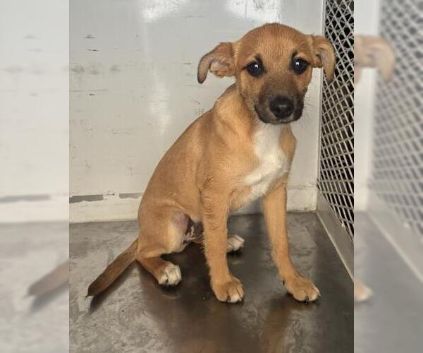 Medium Photo #1 Chihuahua Puppy For Sale in Bakersfield, CA, USA