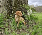 Small Photo #12 Golden Retriever Puppy For Sale in EARLHAM, IA, USA
