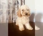 Small #16 Poodle (Miniature)