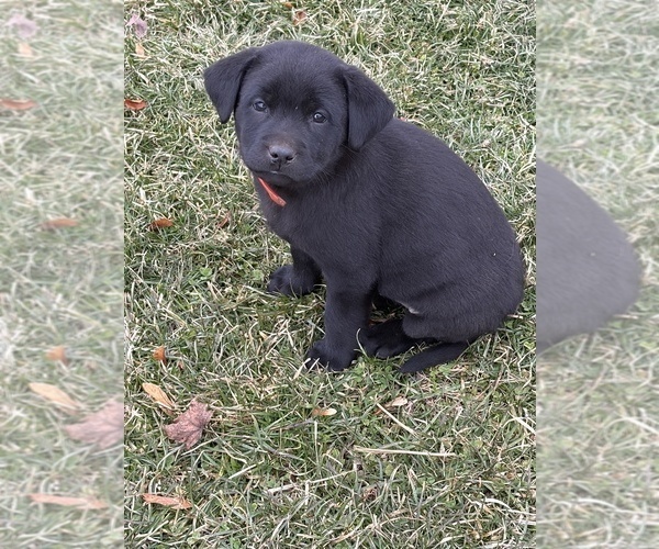 Medium Photo #6 Labrador Retriever Puppy For Sale in WAKARUSA, IN, USA
