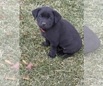 Small #5 Labrador Retriever