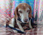 Small #4 Beagle