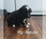 Puppy Pip Miniature Australian Shepherd