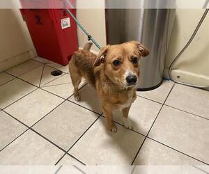 Pembroke Welsh Corgi-Unknown Mix Dogs for adoption in Pasadena, CA, USA