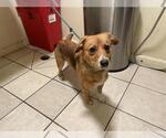 Small Pembroke Welsh Corgi Mix