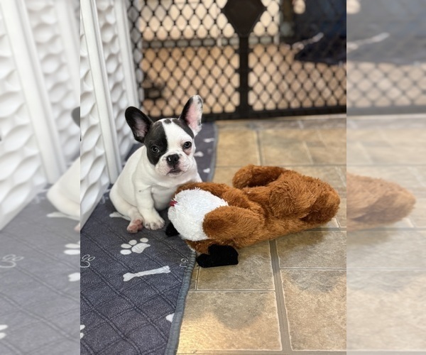 Medium Photo #1 French Bulldog Puppy For Sale in HUDSON, FL, USA