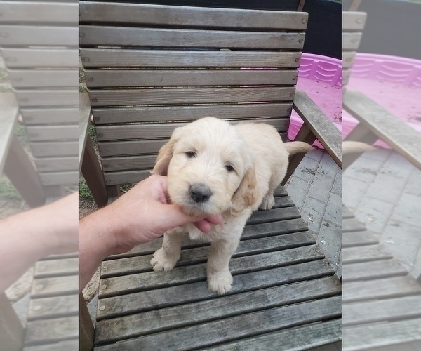 Medium Photo #2 Goldendoodle Puppy For Sale in TIGARD, OR, USA