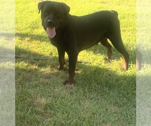 Rottweiler Puppy for sale in RICHLAND, GA, USA