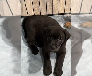 Golden Labrador Dogs for adoption in Aurora, IN, USA