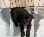 Small Golden Labrador
