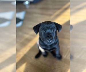 Chinese Shar-Pei-Labrador Retriever Mix Dogs for adoption in Holly Springs, NC, USA